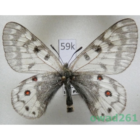 Parnassius acdestis subsp. ohkumai Koiwaya, 1993 China59k